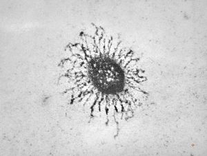 F,7y. | glycocalyx on microvillus - nasal mucosa F,7y. | glycocalyx on microvillus - nasal mucosa